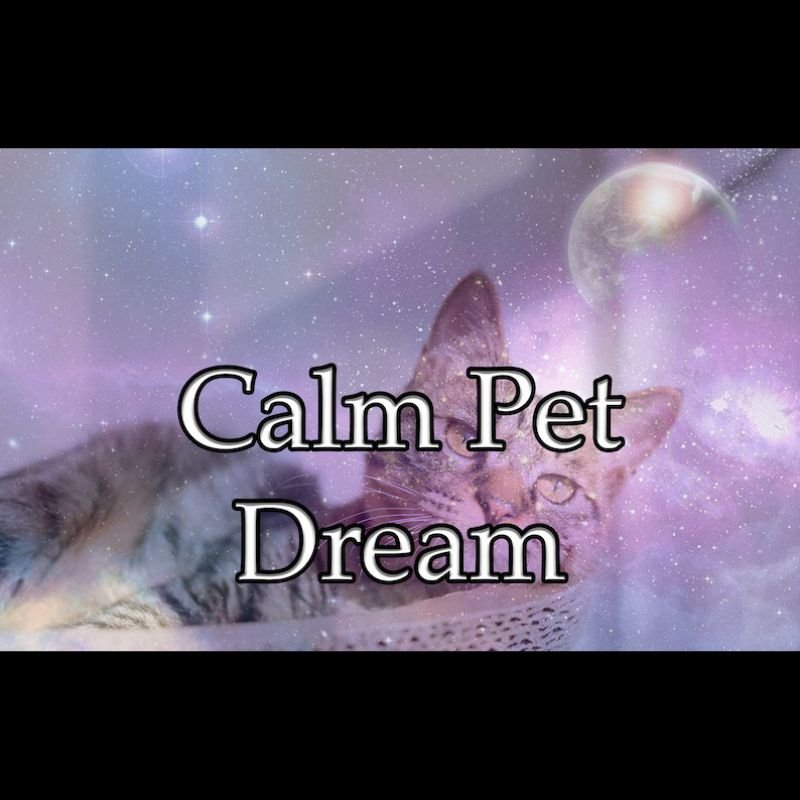 Calm Pet Dream