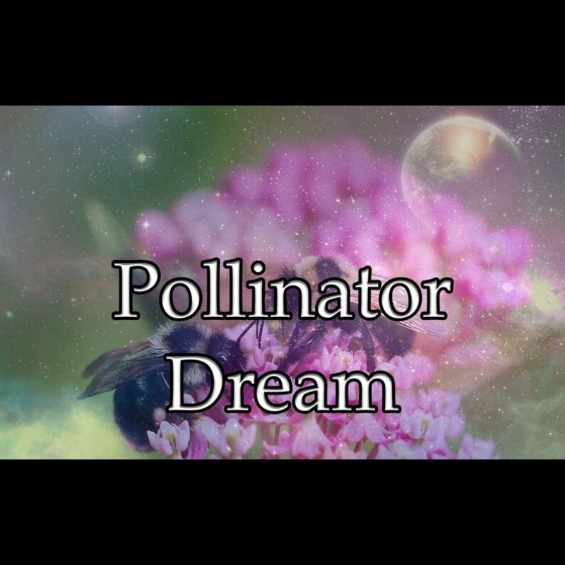 Pollinator Dream